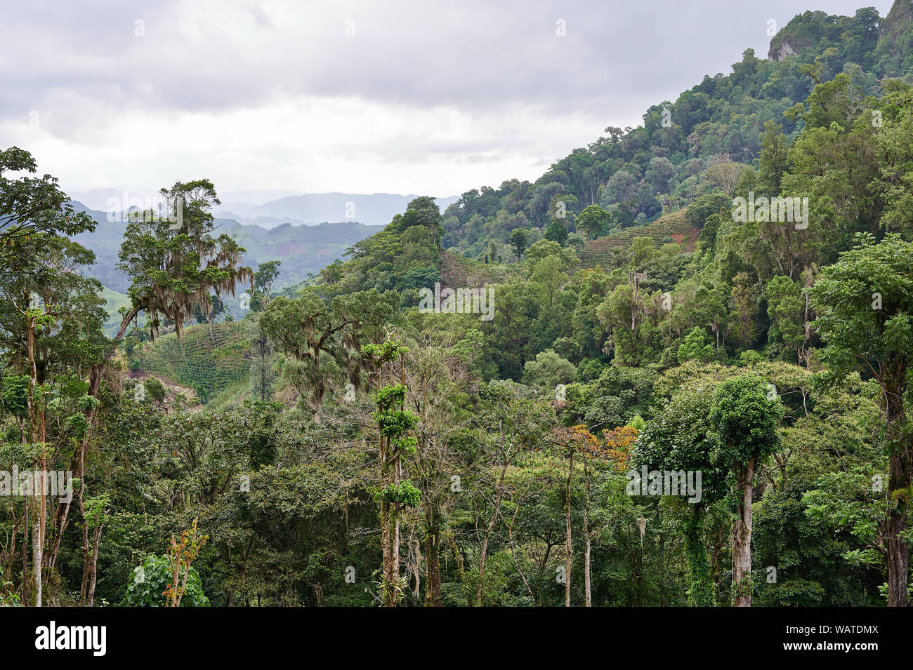 Jungle on mountains with coffee plantation panoramic view Stock Photo