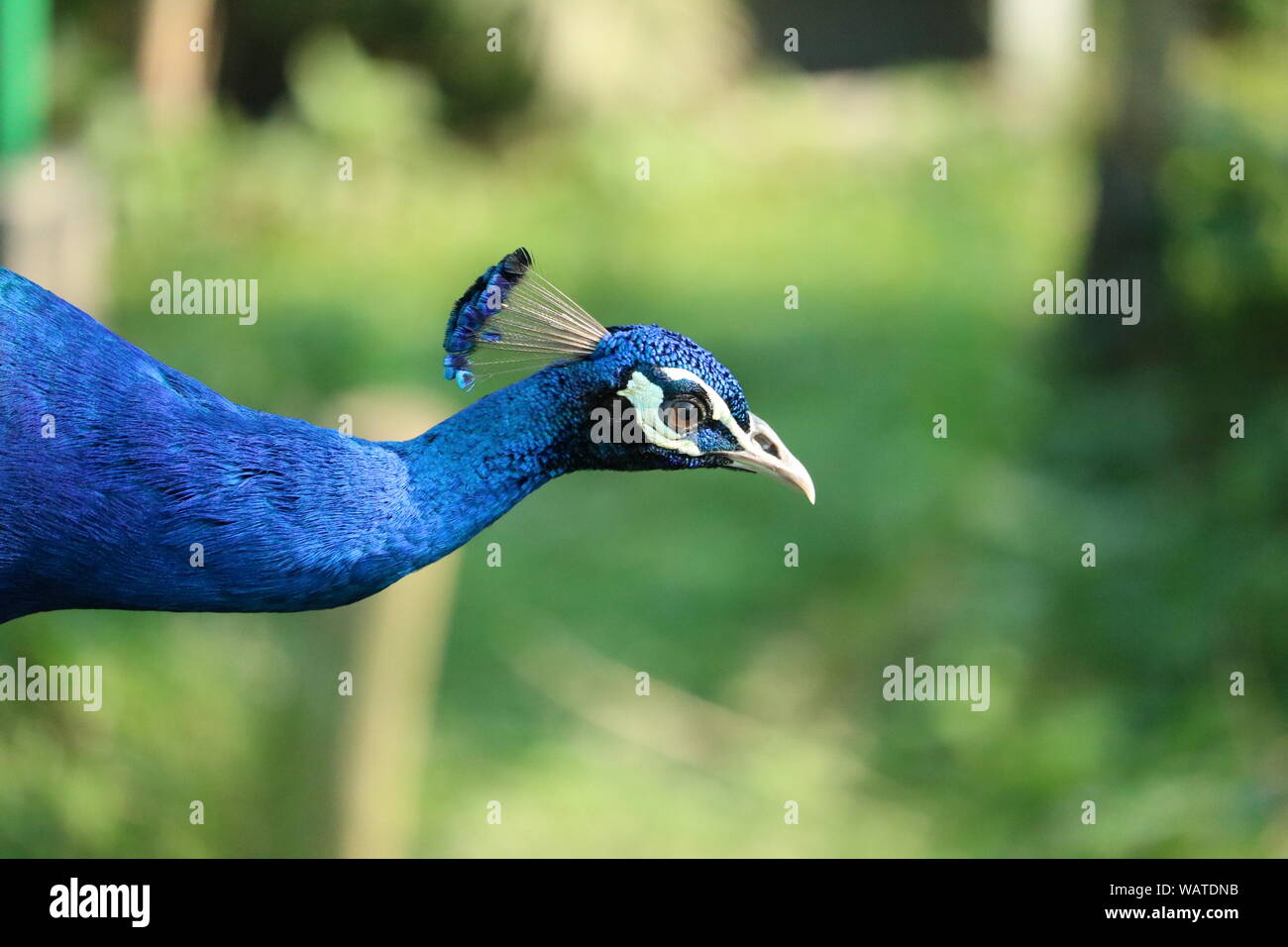 Blue peocock hi-res stock photography and images - Alamy
