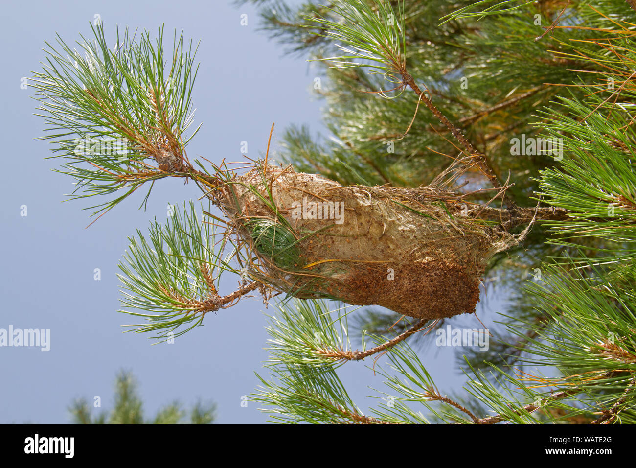 Shelter made by larvae of Pine processionary caterpillar in a pine tree Stock Photo
