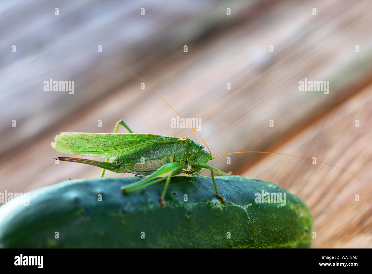 feeding insect on cucumber, desert locust. locust or grasshopper Stock Photo