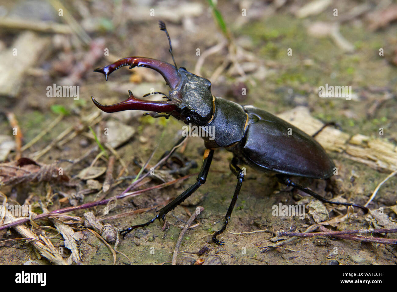 Male Stag beetle, Lucanus cervus, a beetle with enlarged mandibles, looking like the horns of a stag Stock Photo