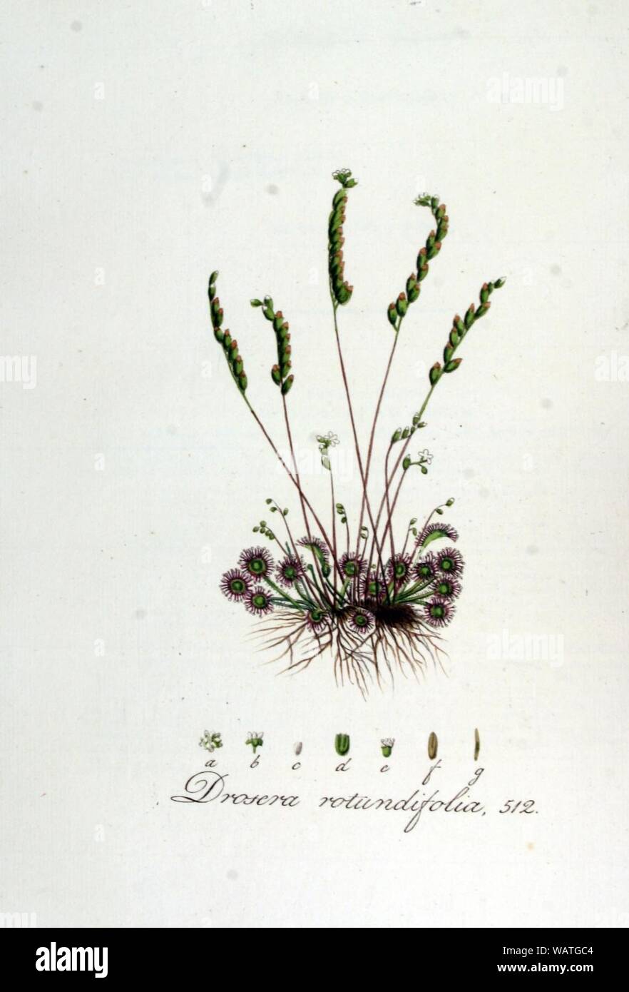 Drosera rotundifolia — Flora Batava — Volume v7. Stock Photo