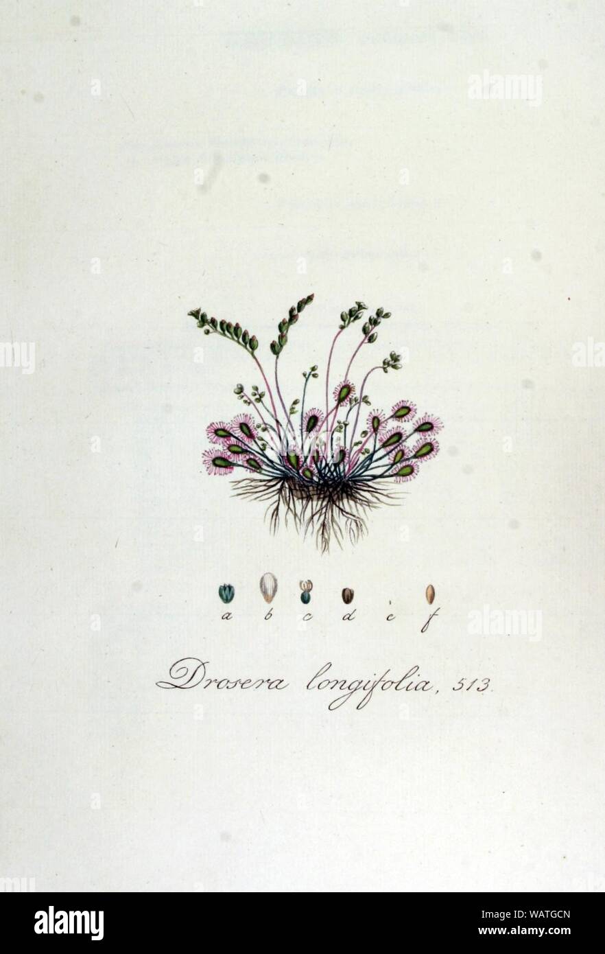 Drosera longifolia — Flora Batava — Volume v7. Stock Photo