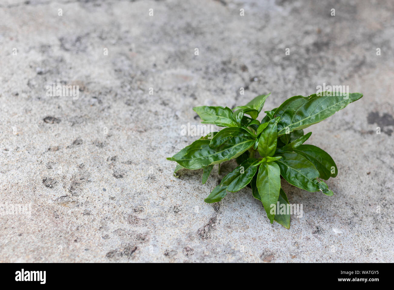 Beautiful tree growing on cement floor. Small tree grows through cracked floor. Stock Photo