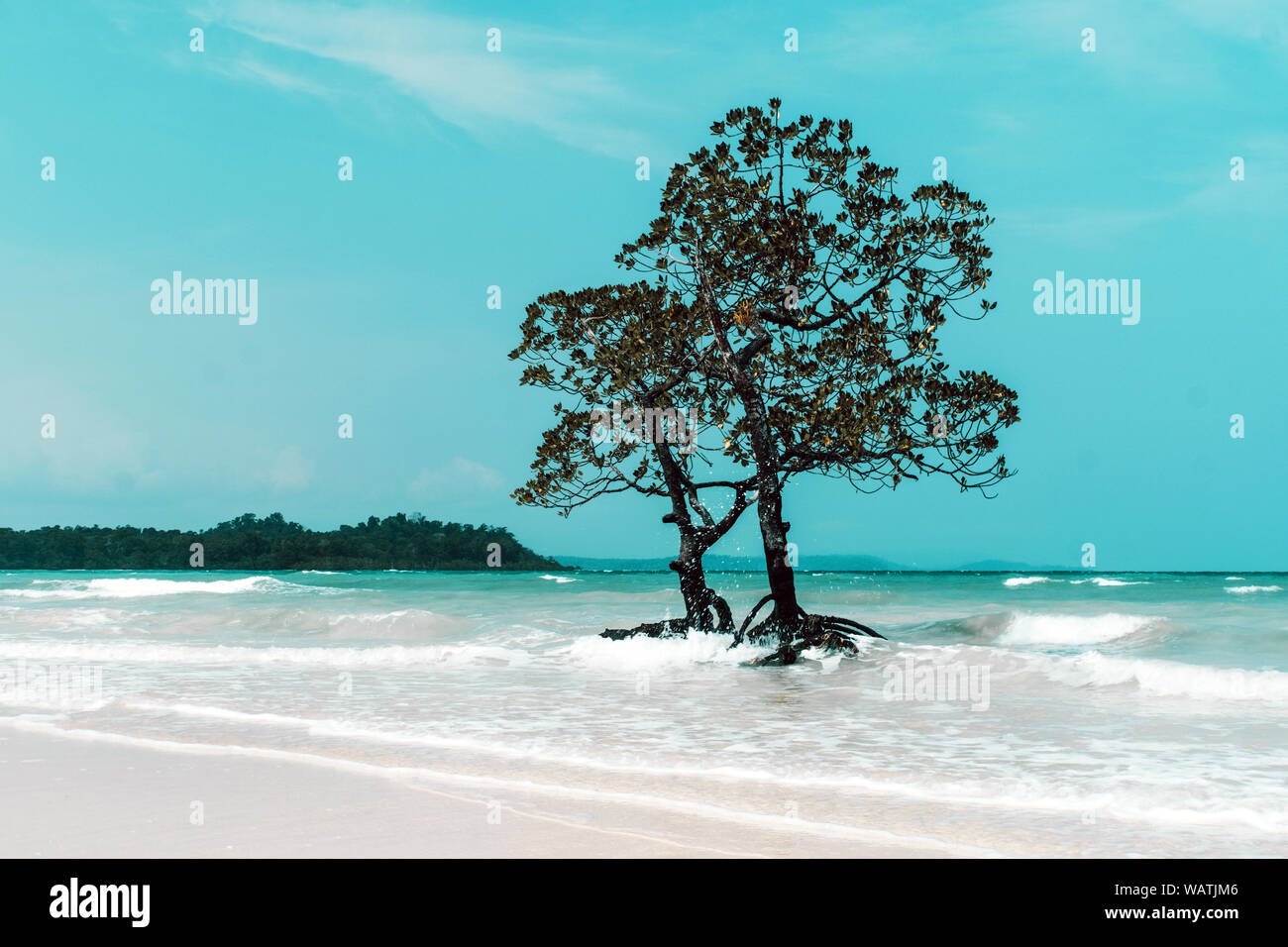 Mangrove tree islet viewed from the water surface, Bocas del Toro,Caribbean sea, Panama Stock Photo