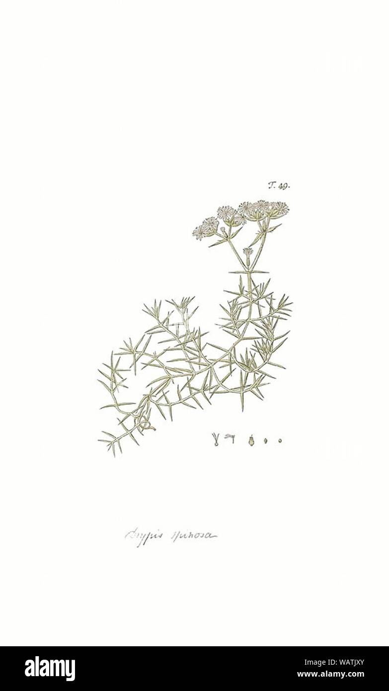 Drypis spinosa-Hortus botanicus. Stock Photo