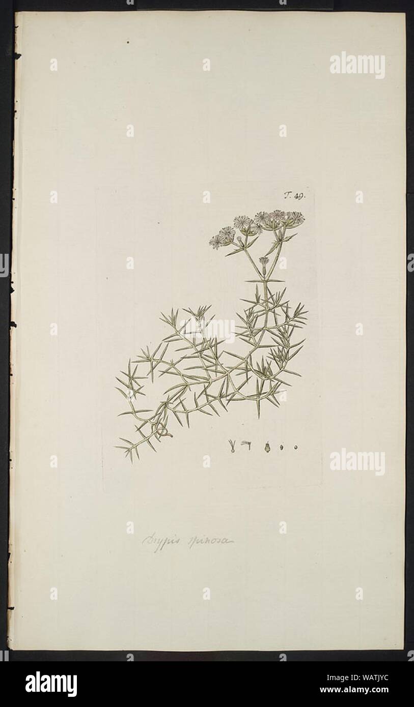 Drypis spinosa-Hortus botanicus-original. Stock Photo