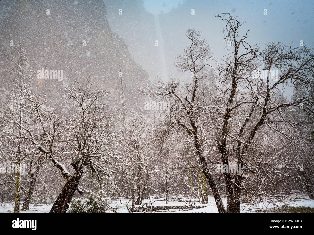 Snowy blizzard in the forest. Winter background Stock Photo - Alamy