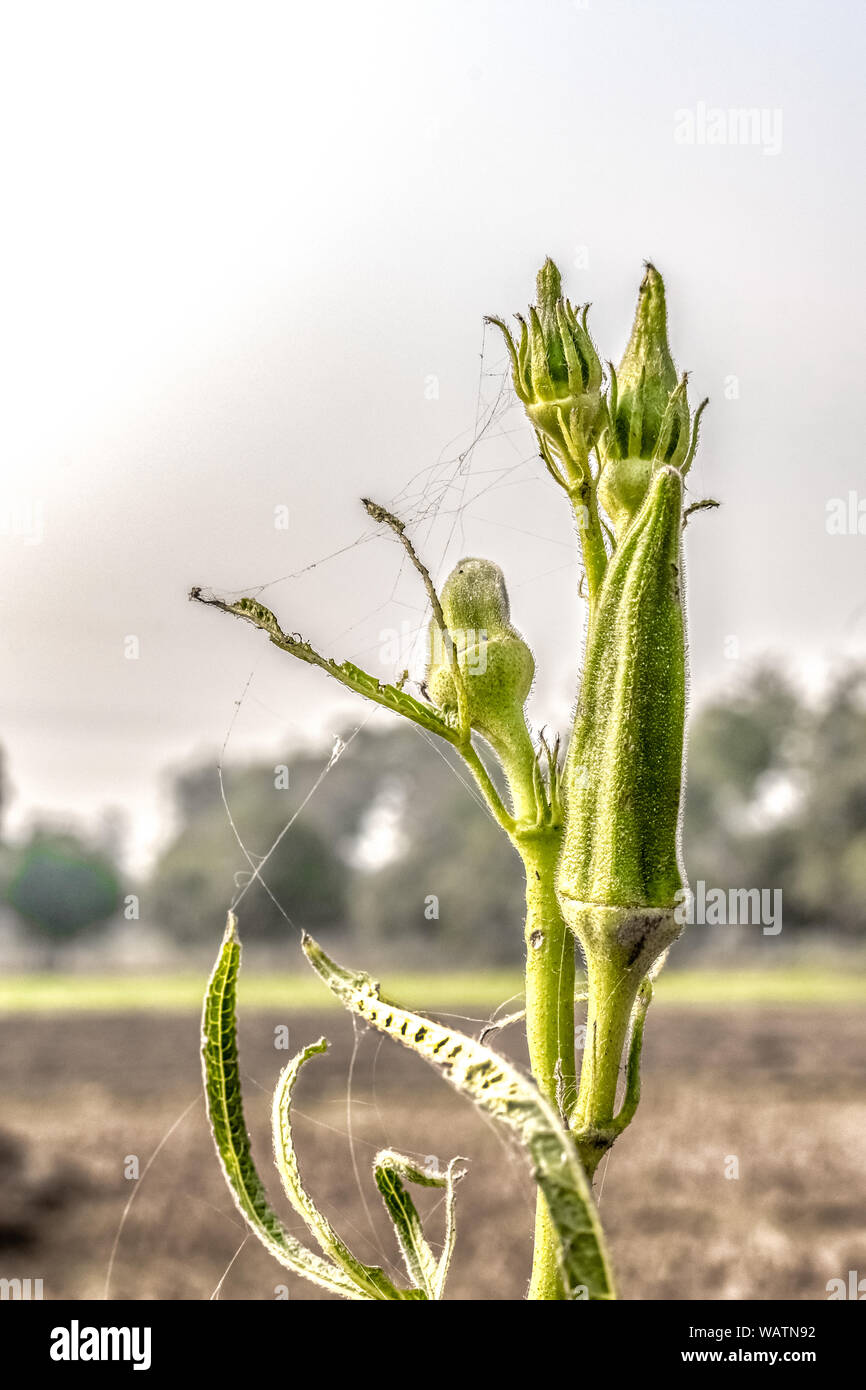 Scientific Name : Abelmoschus esculentus. Bokeh Photo of Okra plant with buds, also known as Ladies' Finger, is a green vegetable & vegetarian delight Stock Photo