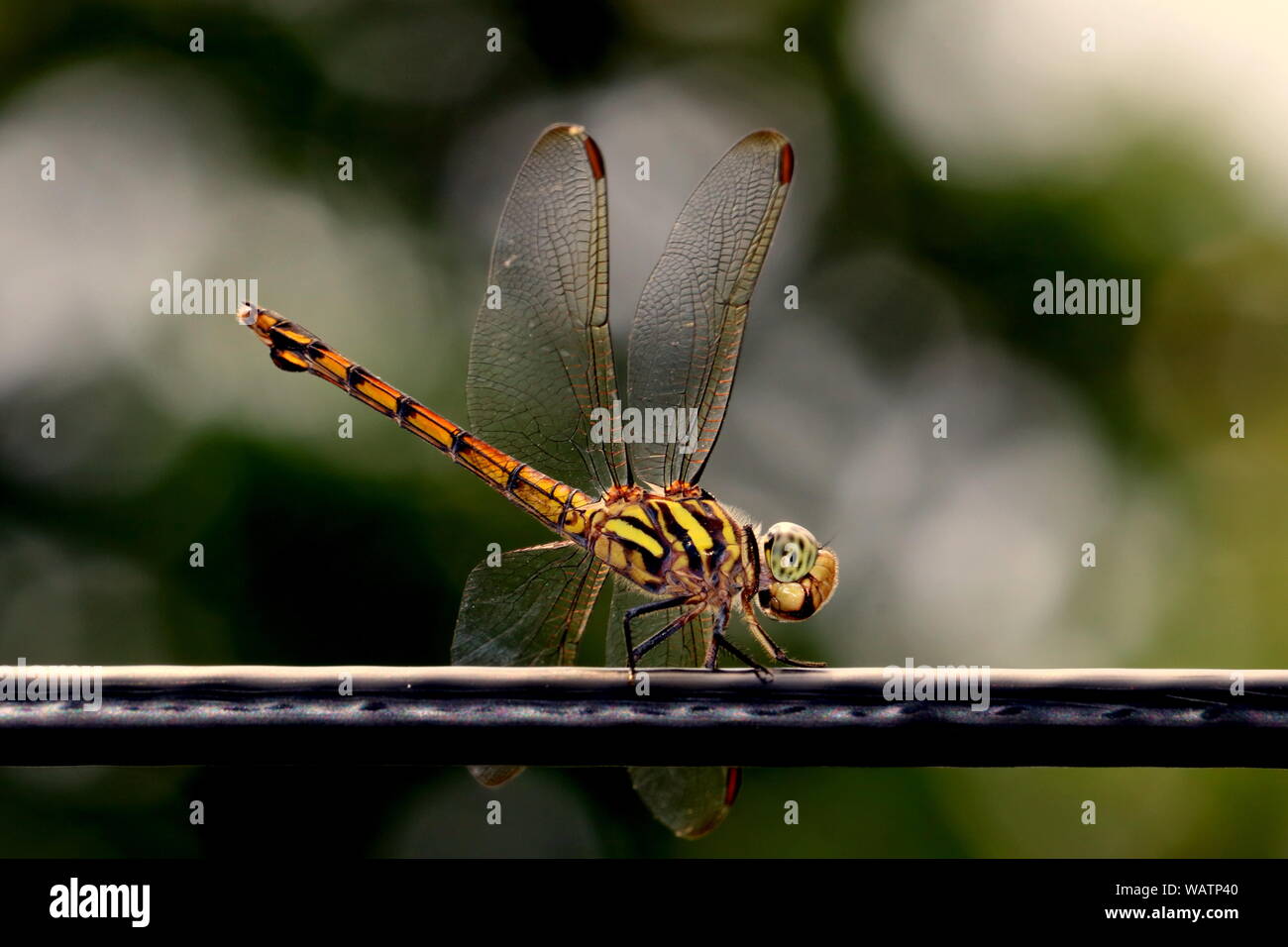 The picture of a vary beautiful dragonfly. Stock Photo