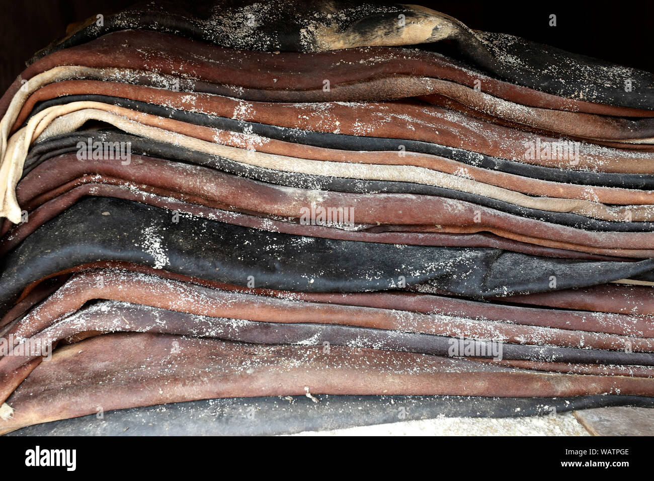 Dhaka, Bangladesh - August 21, 2019: The Raw leather preserved with salt inside warehouse Posta in Old Dhaka, Bangladesh. Stock Photo