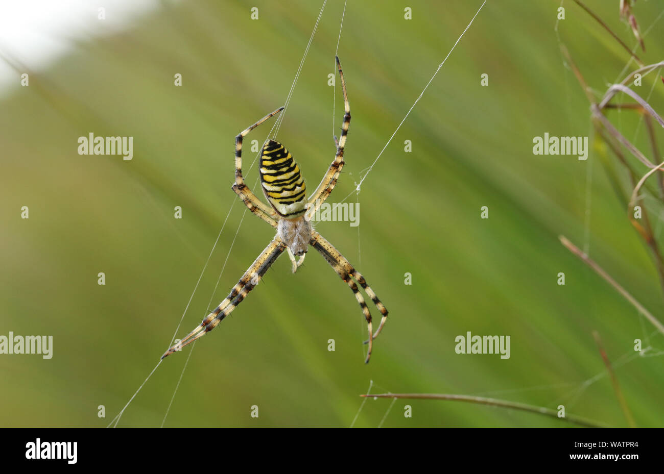 A hunting Wasp Spider, Argiope bruennichi, on its web in the grass in a meadow. Stock Photo