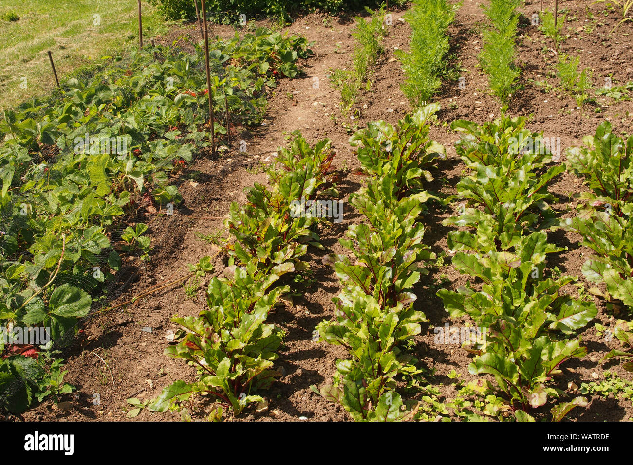 A  low down view of rows of young beetroot and carrot plants next to netted strawberry plants on an allotment plot at the end of June. Stock Photo