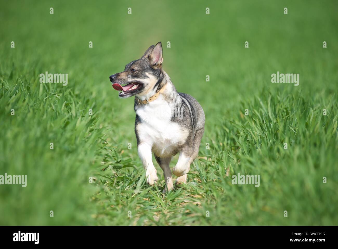 Swedish Vallhund: a 2-year-old Swedish Vallhund called Maddie running free in field of growing wheat Stock Photo