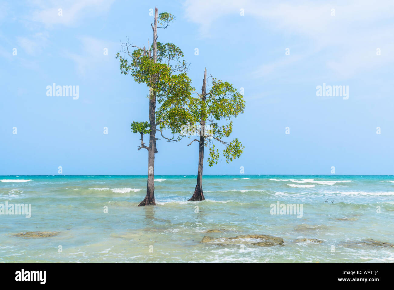 Mangrove Tree Beach. Sea wave washes the trunks and roots of mangroves. Beautiful sea landscape of wild nature in the subtropics. Stock Photo