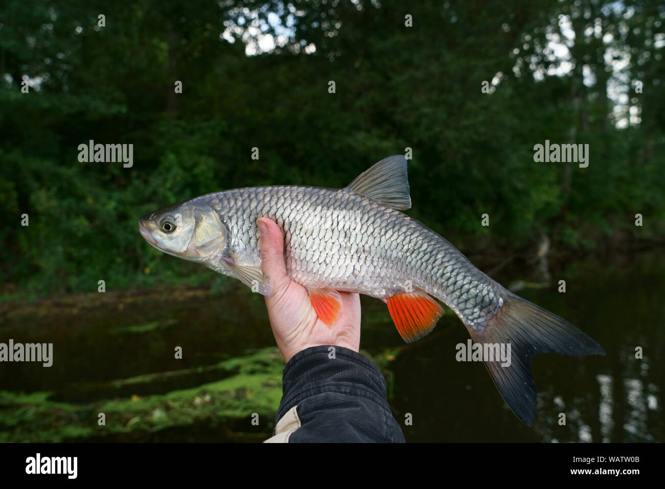 Chub hi-res stock photography and images - Page 15 - Alamy