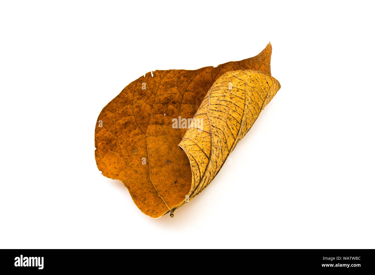 Dirty dry leaf on white background Stock Photo
