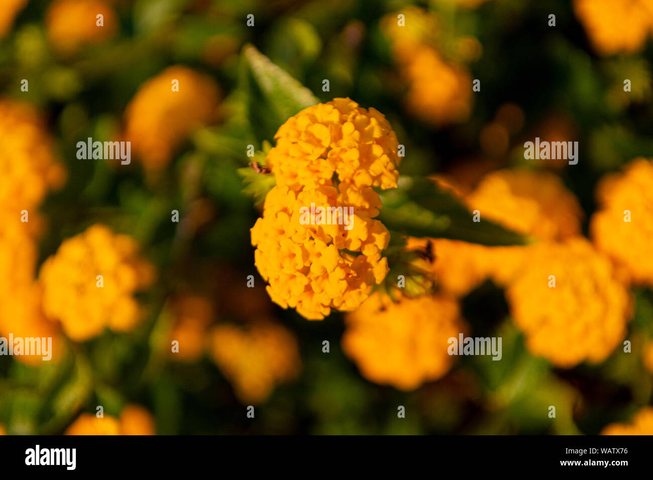 Lantana camara or big sage orange flowers close up Stock Photo