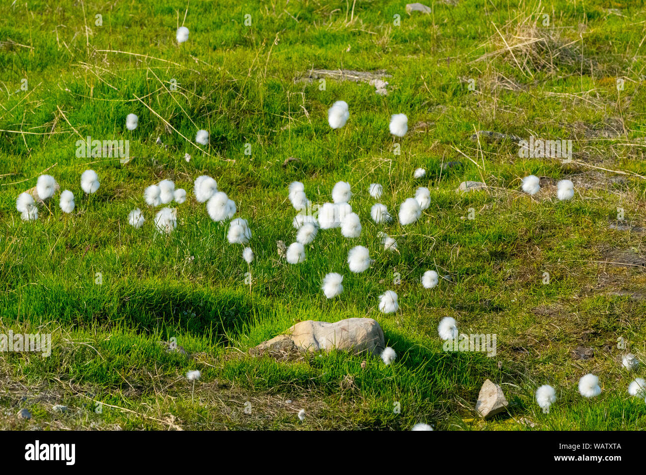 Arctic cotton grass Spitzbergen, Svalbard, Norway Stock Photo Alamy