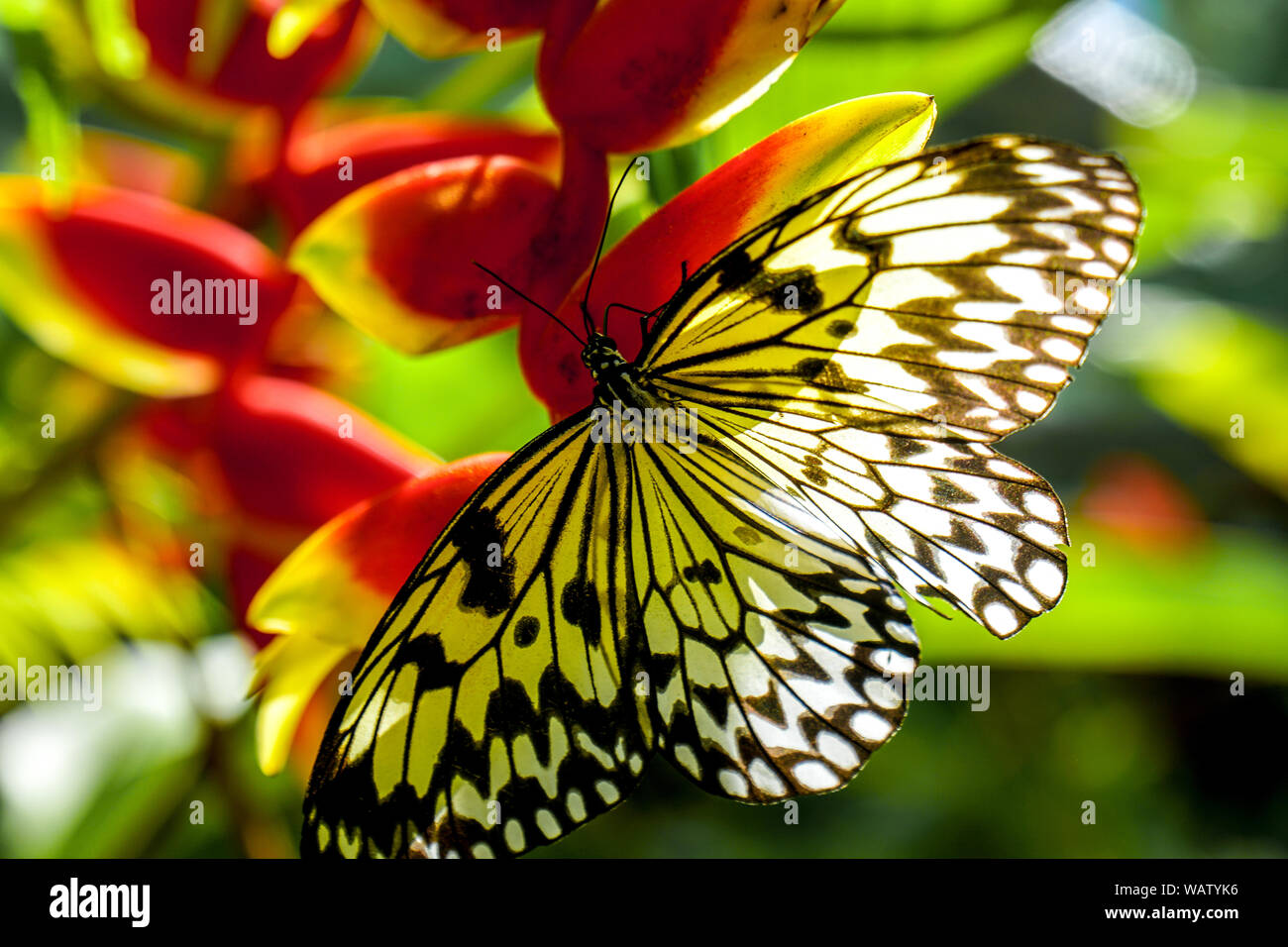 A Butterfly from the Philippines, shot in Bohol Island nearby a Forest. Yellow and Black Butterfly sitting on a red colored Flower. Stock Photo