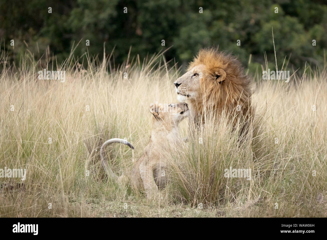 Young lion cub looking up to his father in the long grass of the Masai Mara, Kenya. The adult lion looks prond whilst the cub looks playful. Stock Photo