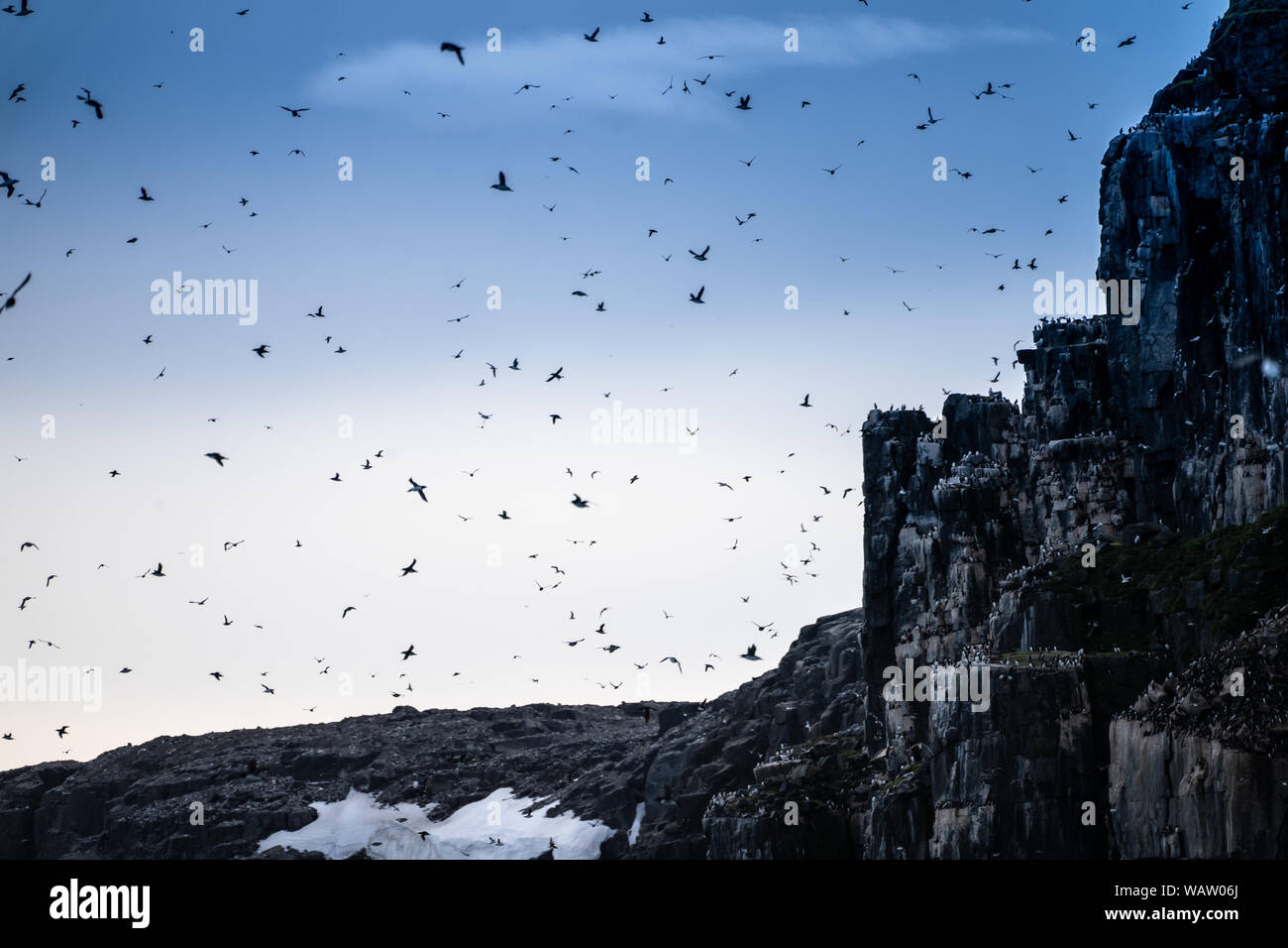 Nesting colony of Thick-billed murre or Brünnich's guillemot (Uria lomvia) , Spitsbergen Stock Photo