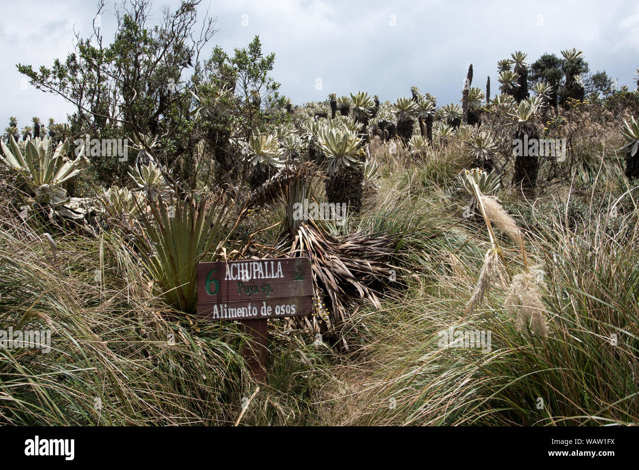 Achupalla is a Puya species growing on the Páramo highland in the Reserve Ecológica El Ángel at 3800 meters in the Andes of Northern Ecuador. Stock Photo