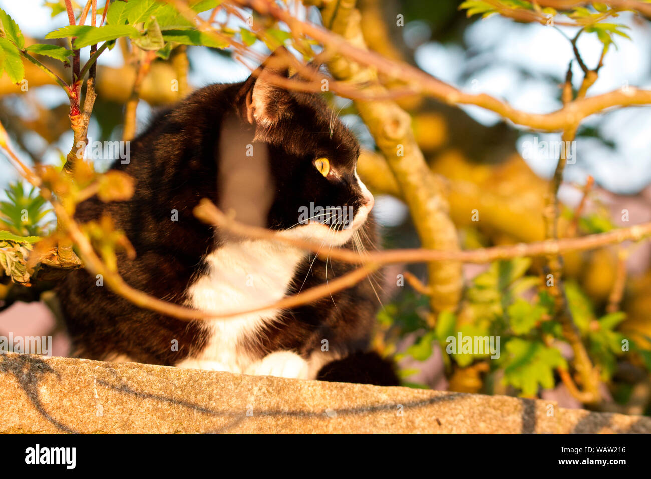 Black and white cat relaxing on a wall Stock Photo - Alamy