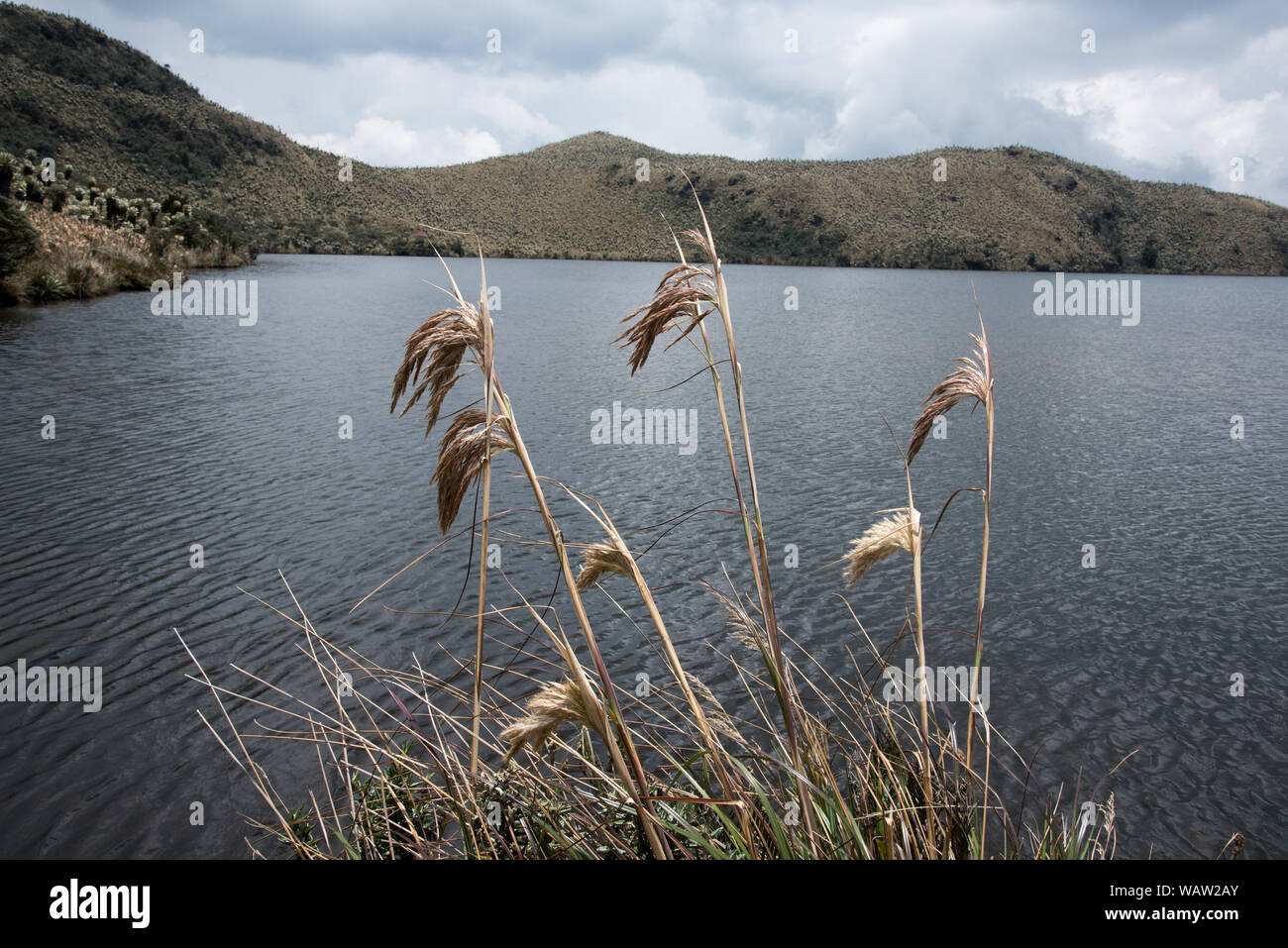 Grass growing at Laguna Voladero on the Páramo highland in the Reserve Ecológica El Ángel at 3800 meters in the Andes of Northern Ecuador. Stock Photo
