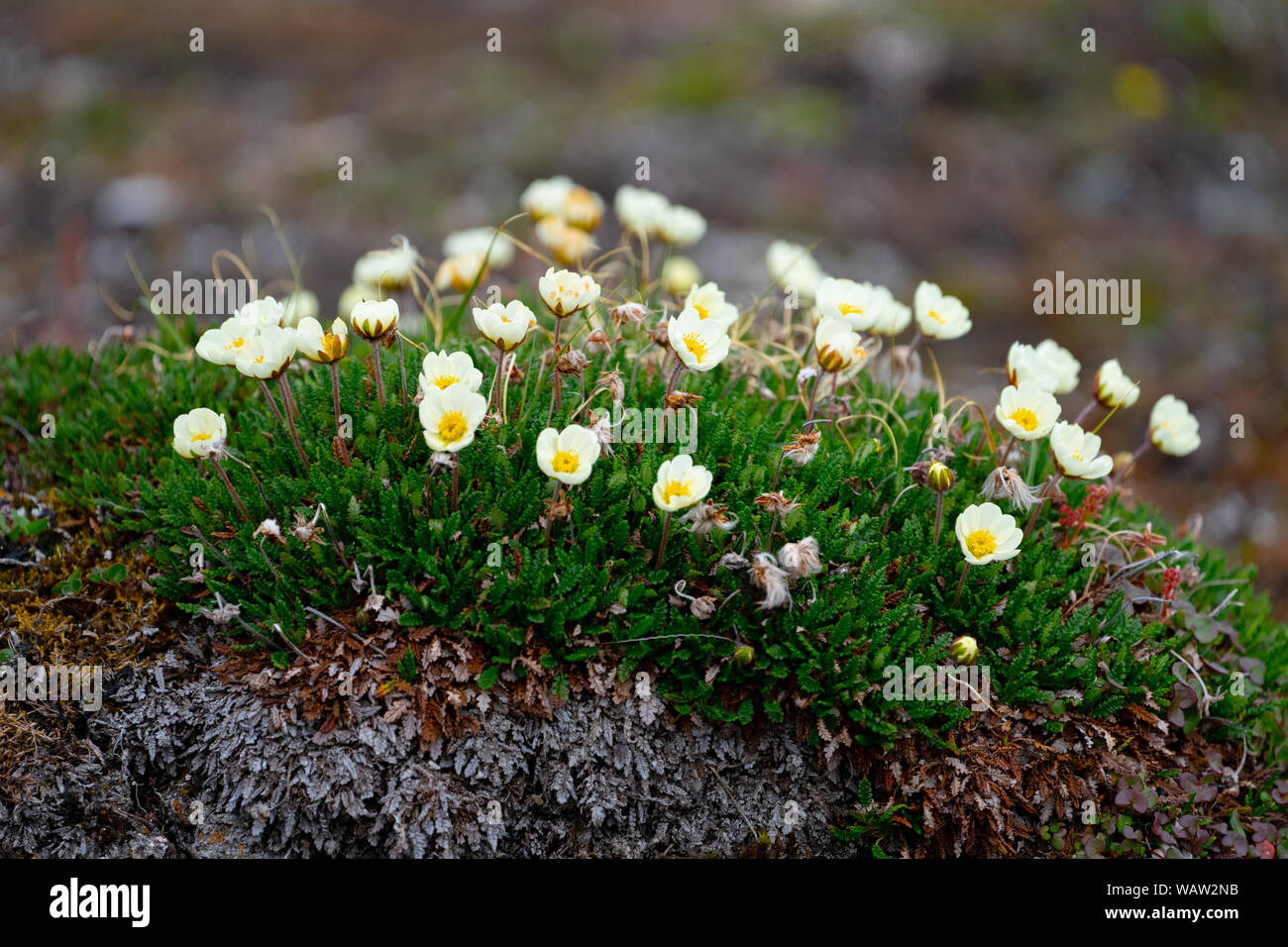 Arctic vegetation Tufted saxifrage, Spitzbergen, Svalbard, Norway, Stock Photo