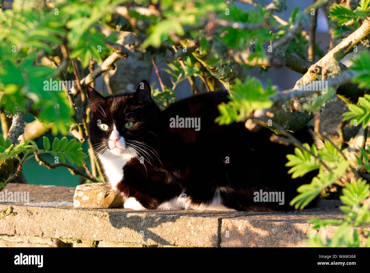 Black and white cat relaxing on a wall Stock Photo - Alamy