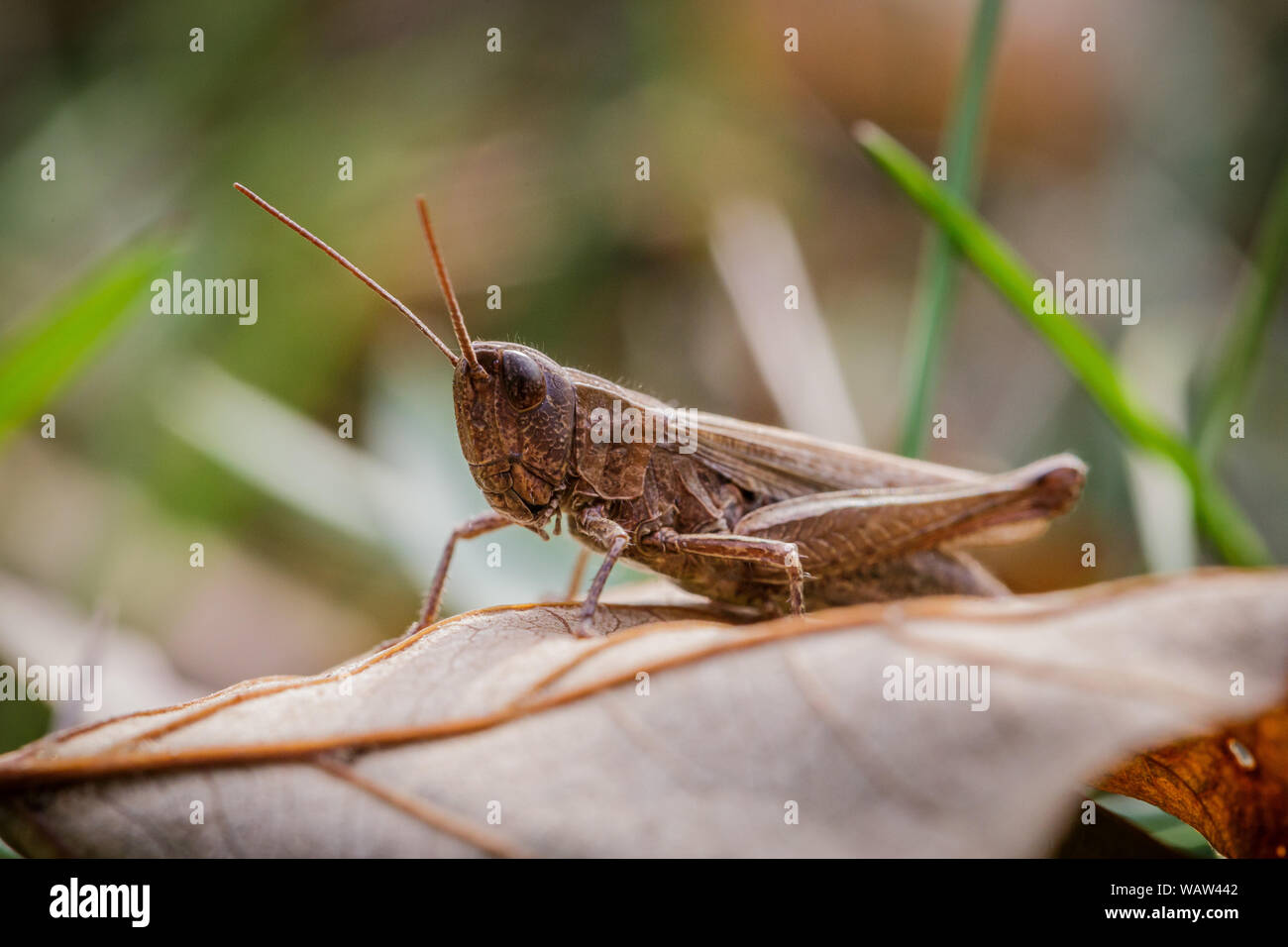Lesser Marsh Grasshopper, Chorthippus albomarginatus, Omocestus viridulus, Grasshopper, mimicry Stock Photo