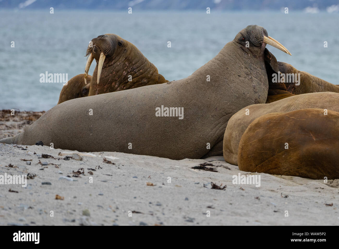 Atlantic Walrus, spitzbergen Island, Svalbard Archipelago, Arctic Norway Stock Photo