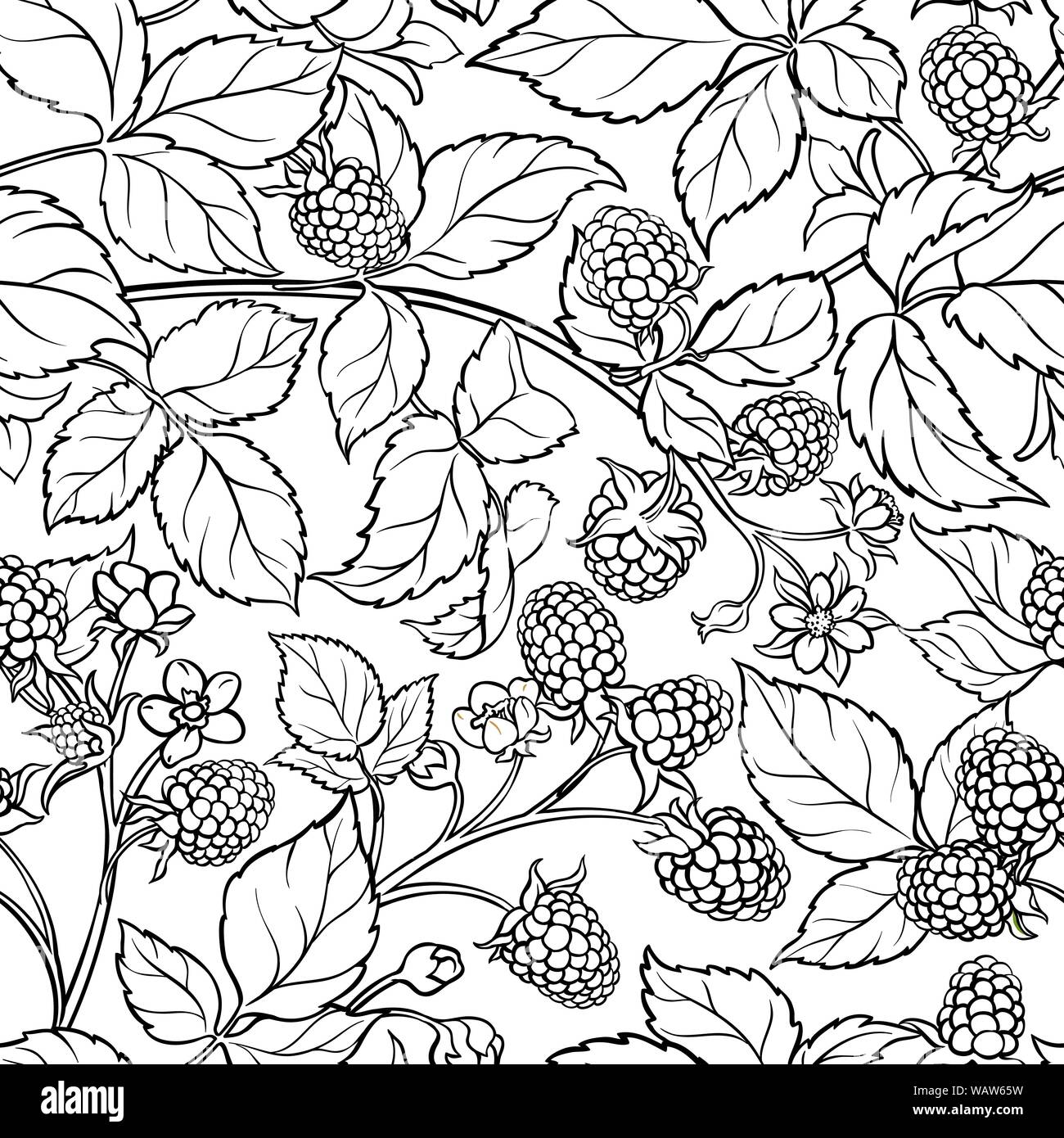 boysenberry vector pattern on white background Stock Vector