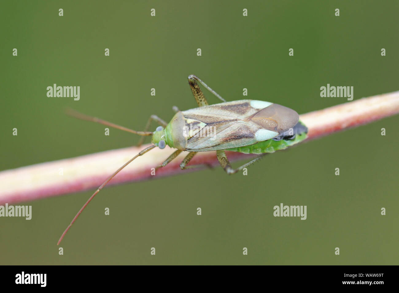 Crop pests hi-res stock photography and images - Alamy