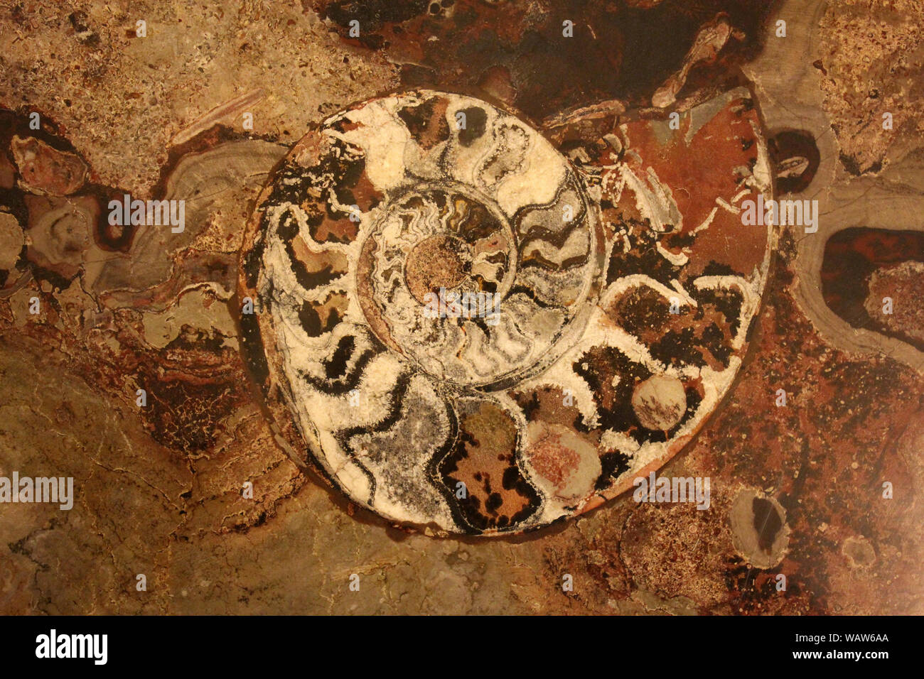 Ammonite (Goniatite) Fossils, Morocco Stock Photo