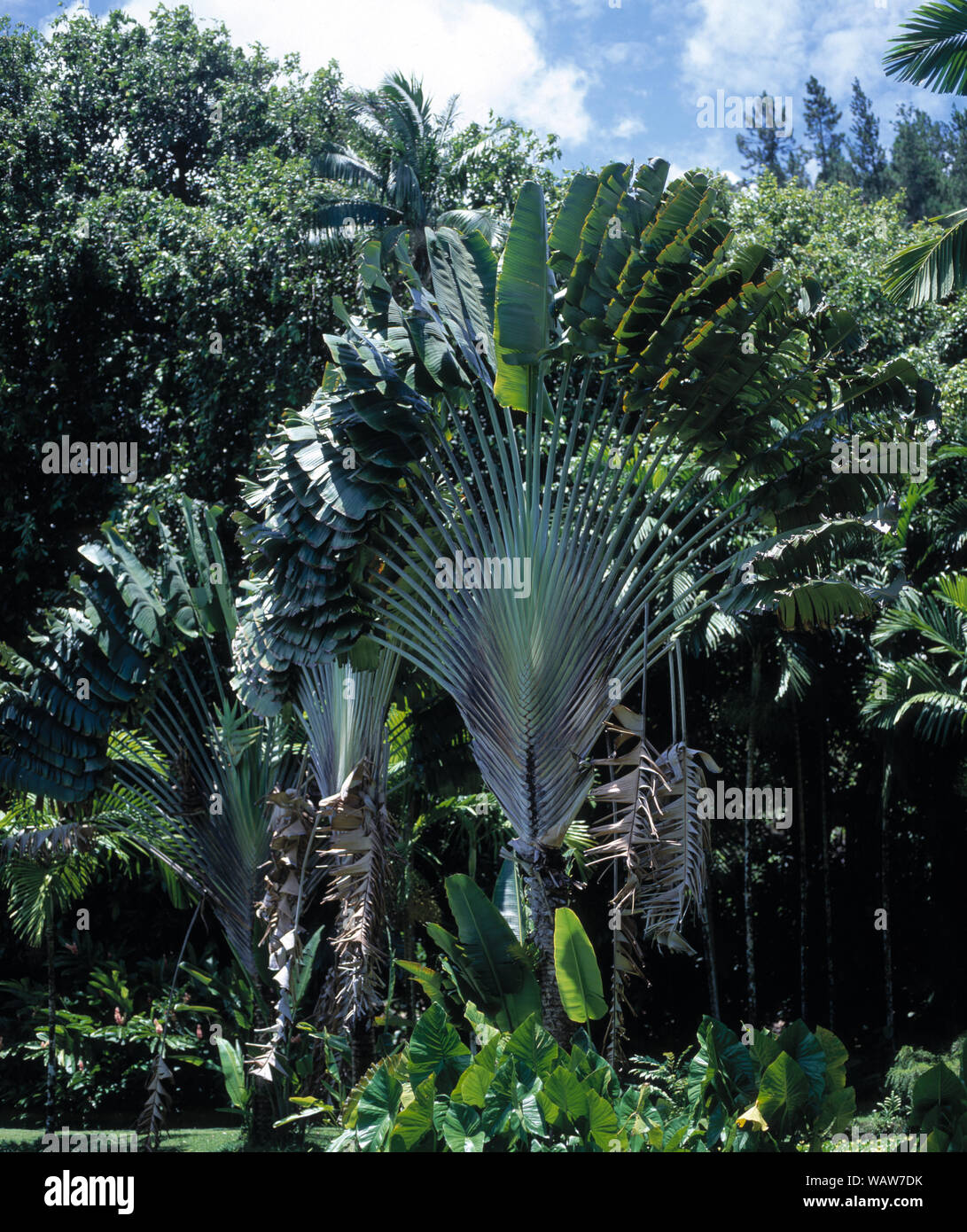 tropical garden with large tropical plants Stock Photo