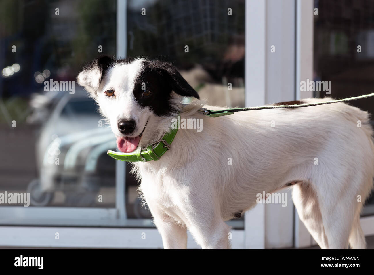 Beautiful dog is waiting for the owner near the store. Cute white animal on a green leash with black spots and opened mouth. Dog showing tongue. Stock Photo