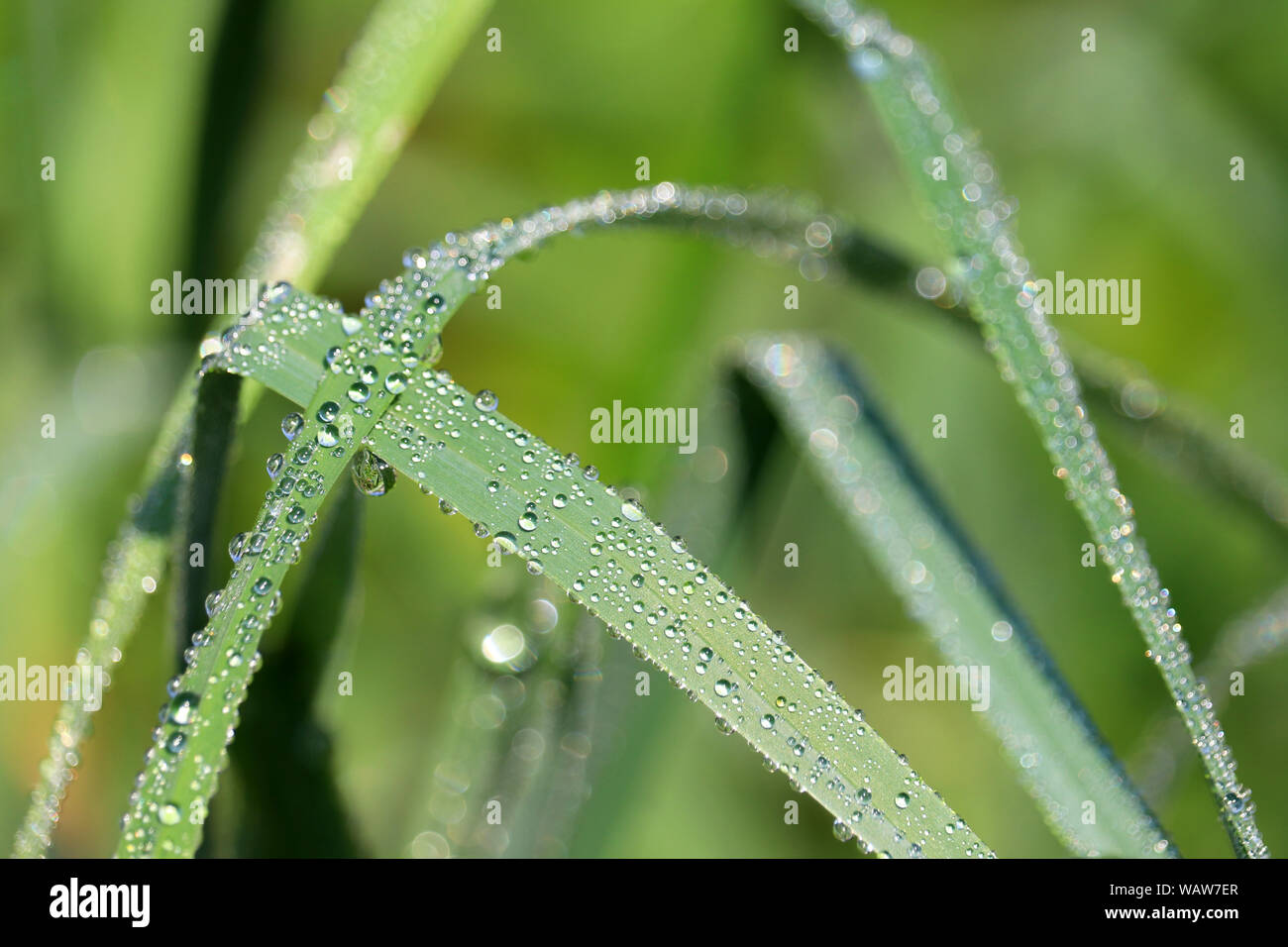 Dew on a blade of green grass, macro shot. Water drops glittering in sunny day, freshness concept, nature background Stock Photo