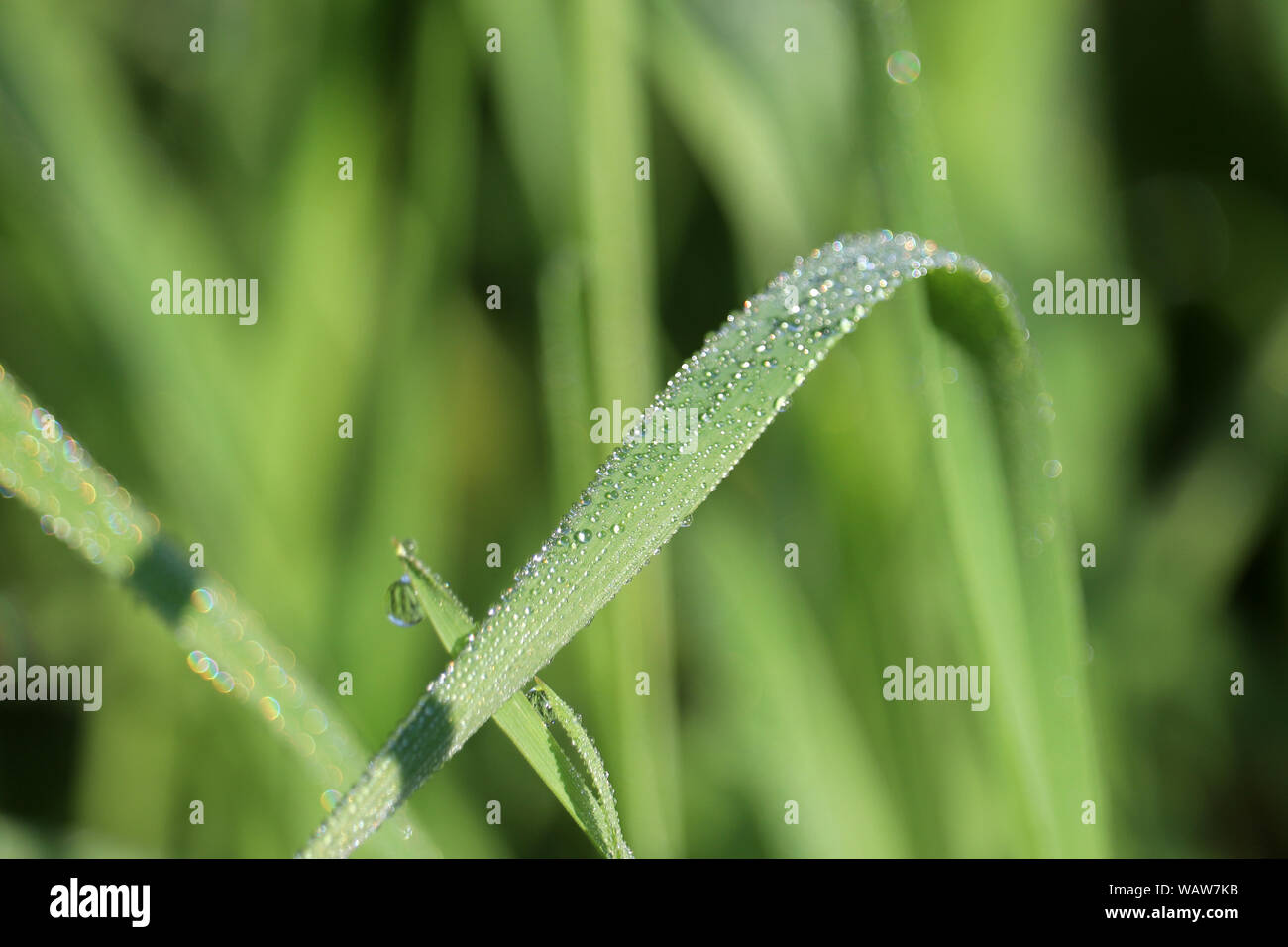 Dew on a blade of green grass, macro shot. Water drops glittering in sunny day, freshness concept, nature background Stock Photo