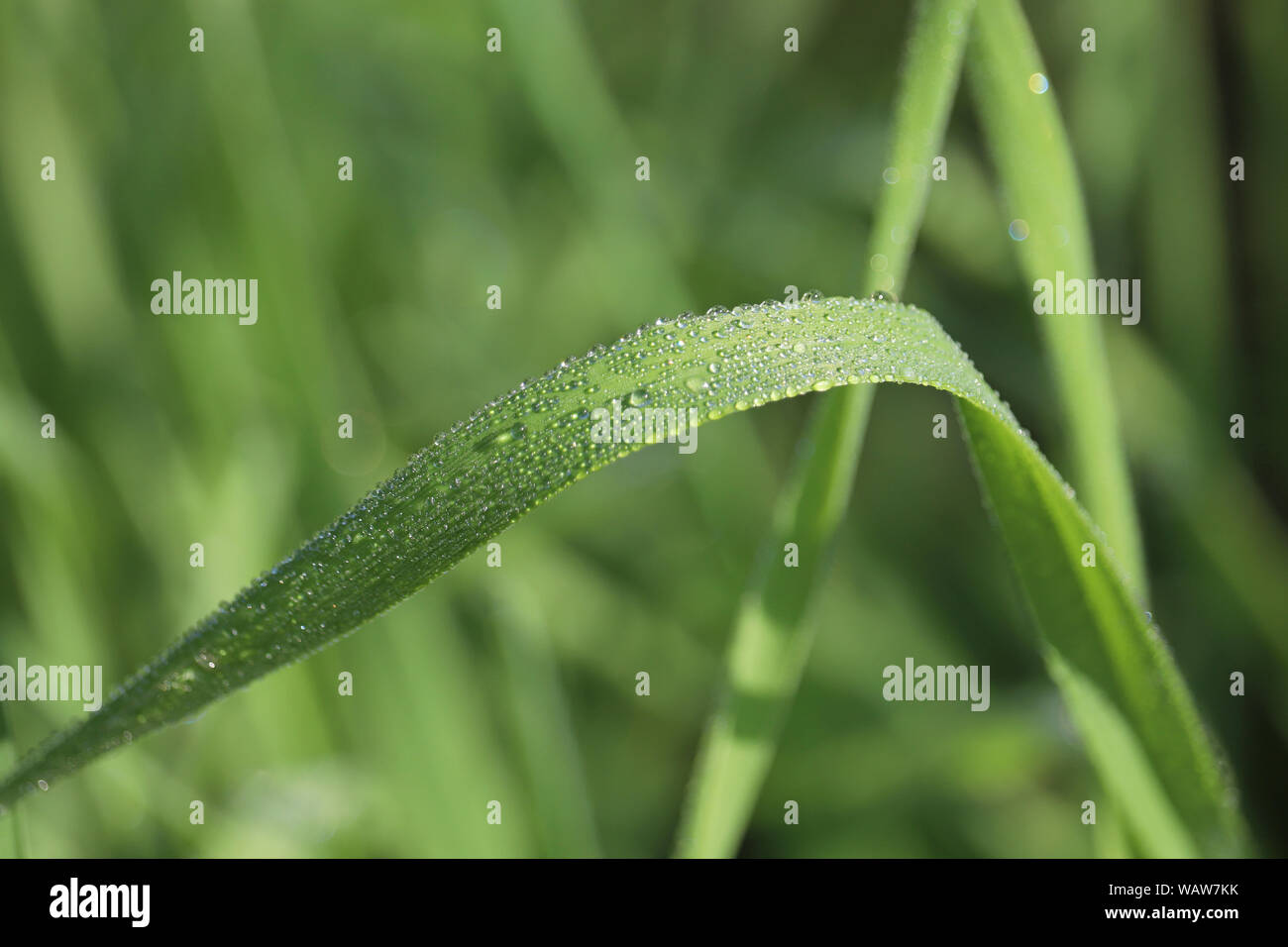 Water drops on a blade of green grass, macro shot. Morning dew glittering in sunny day, freshness concept, nature background Stock Photo