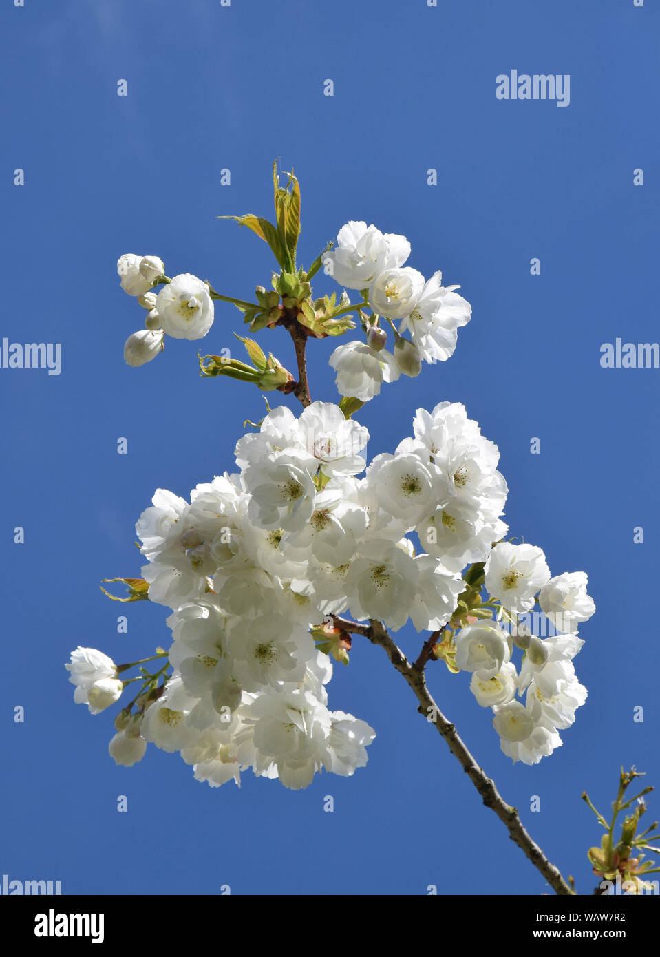 Cherry blossom against blue sky Stock Photo - Alamy