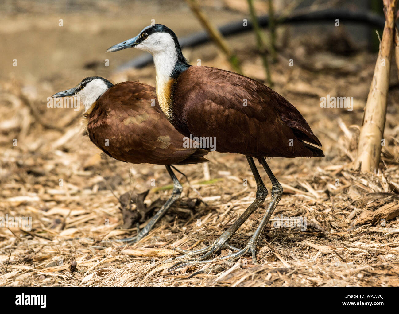 African  Jacana or Lily-Trotter (Actophilornis africanus). Two adults in inside aviary.Southwest France. Stock Photo