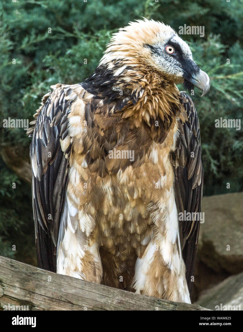 Bearded Vulture of Lammergeier (Gypaetus barbatus).An injured bird held in captivity.Southwest France. Stock Photo