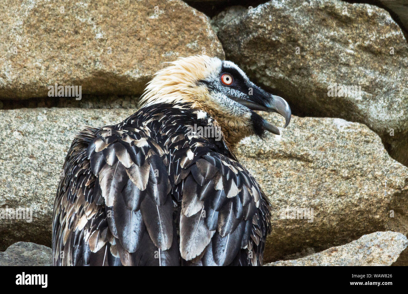 Bearded Vulture of Lammergeier (Gypaetus barbatus).An injured bird held in captivity.Southwest France. Stock Photo