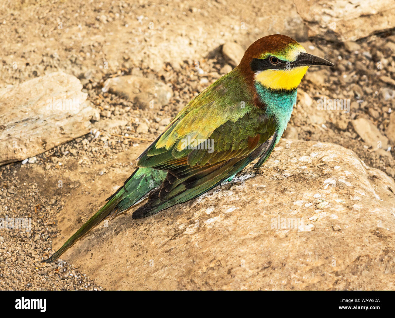 Bee-eater (Merops apiaster).Adult on sandy bank.Southwest France. Stock Photo