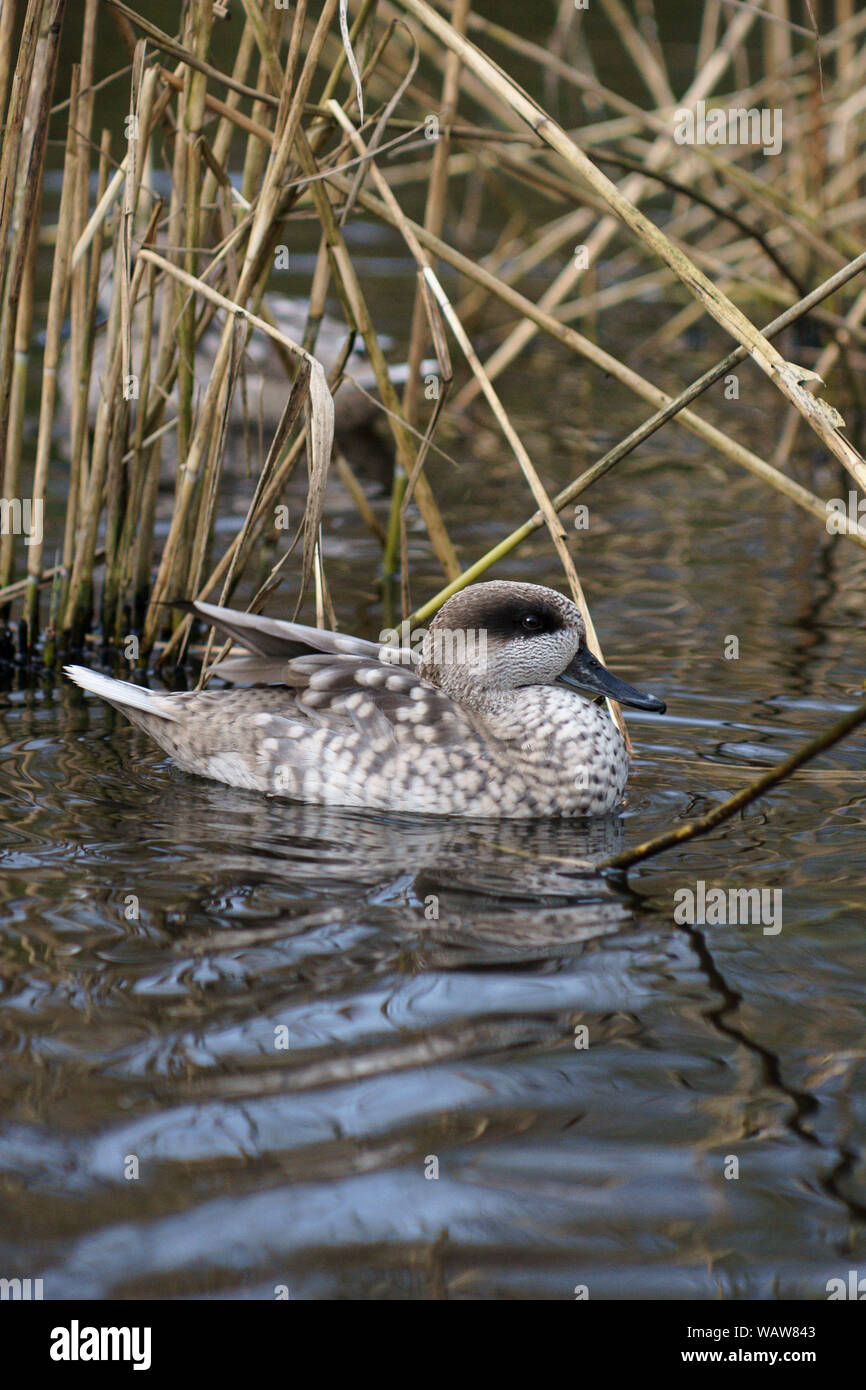 Marbled Teal (Marmaronetta angustirostris).Male duck on water by some dead reeds.Wildfowl and Wetlands Trust,Martin Mere. Lancs. England Stock Photo