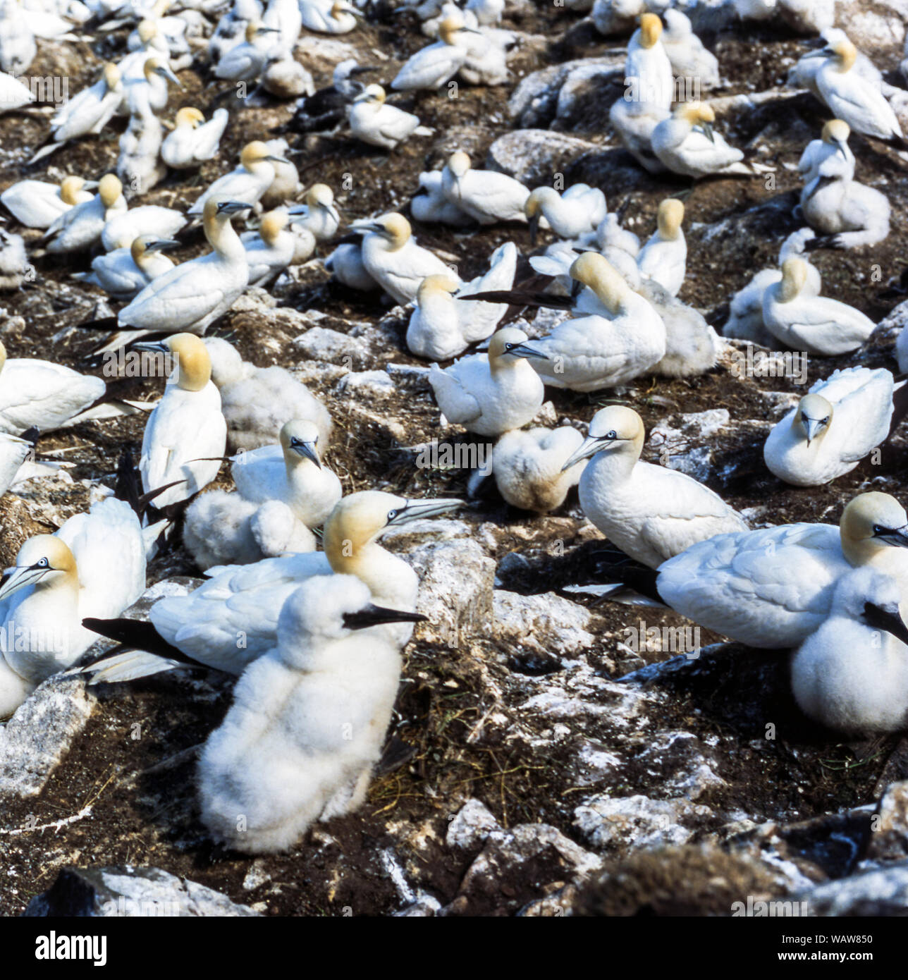 Gannet (Morus bassanus).Part of the colony on the island of Bass Rock.Scotland.UK. The large fluffy birds are the nestlings. Stock Photo