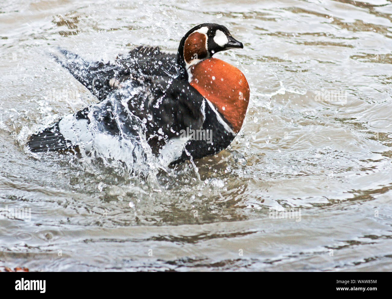 Red-breasted Goose (Branta ruficollis).Bathing.Wildfowl & Wetlands Trust center at Washington,Tyne & Wear.England Stock Photo