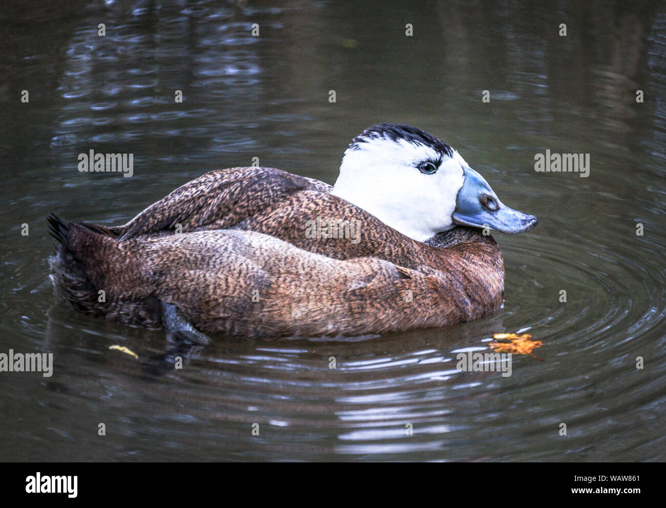 White-headed Duck (Oxyura leucocephala).Male in breeding plumage.A rare European species.Interbreeding with the North Amer.Ruddy Duck is a problem. Stock Photo